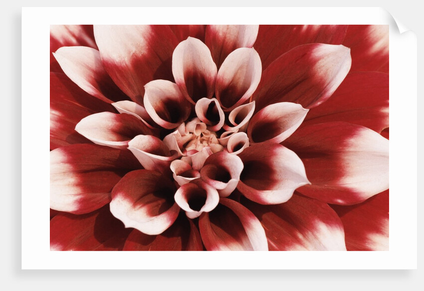 Dahlia by Anonymous