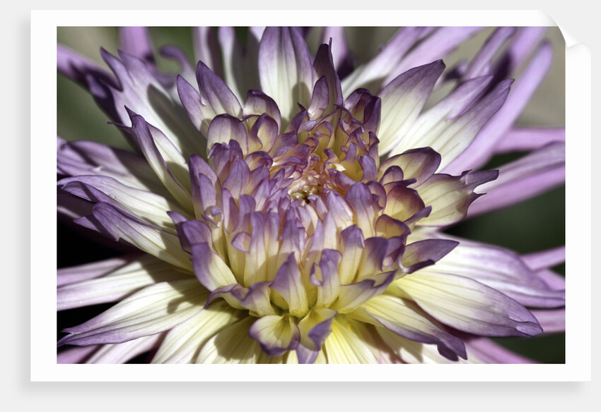 Chrysanthemum in Bloom by Anonymous