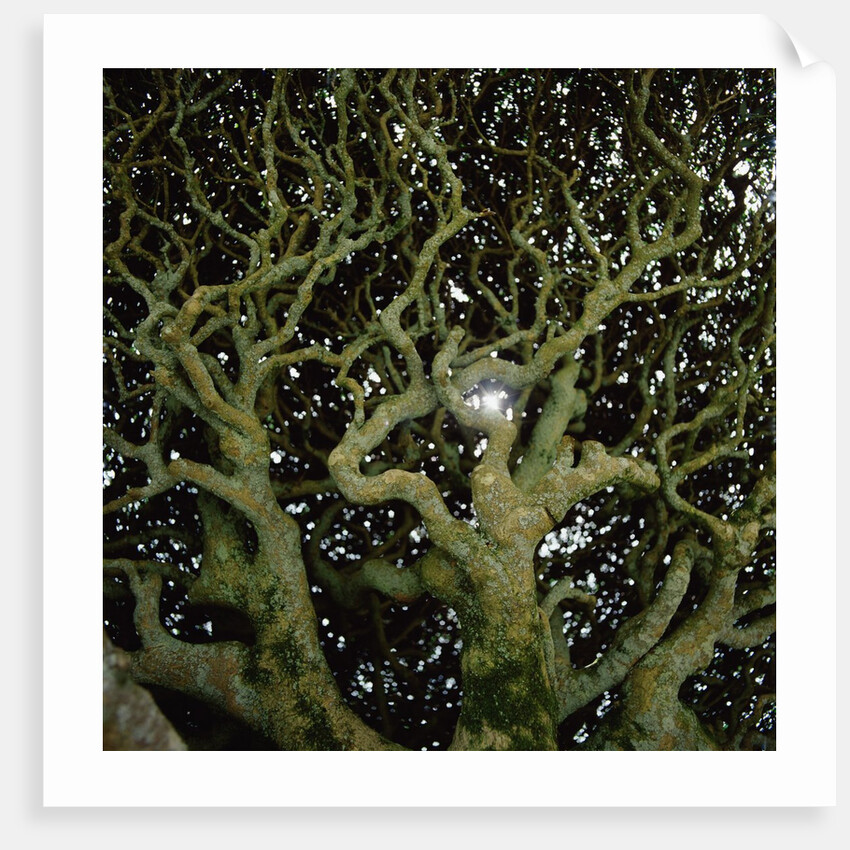 Sunlight Passing Through Thick Tree Branches by Anonymous
