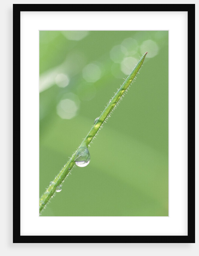 Dew on a Blade of Grass by Anonymous