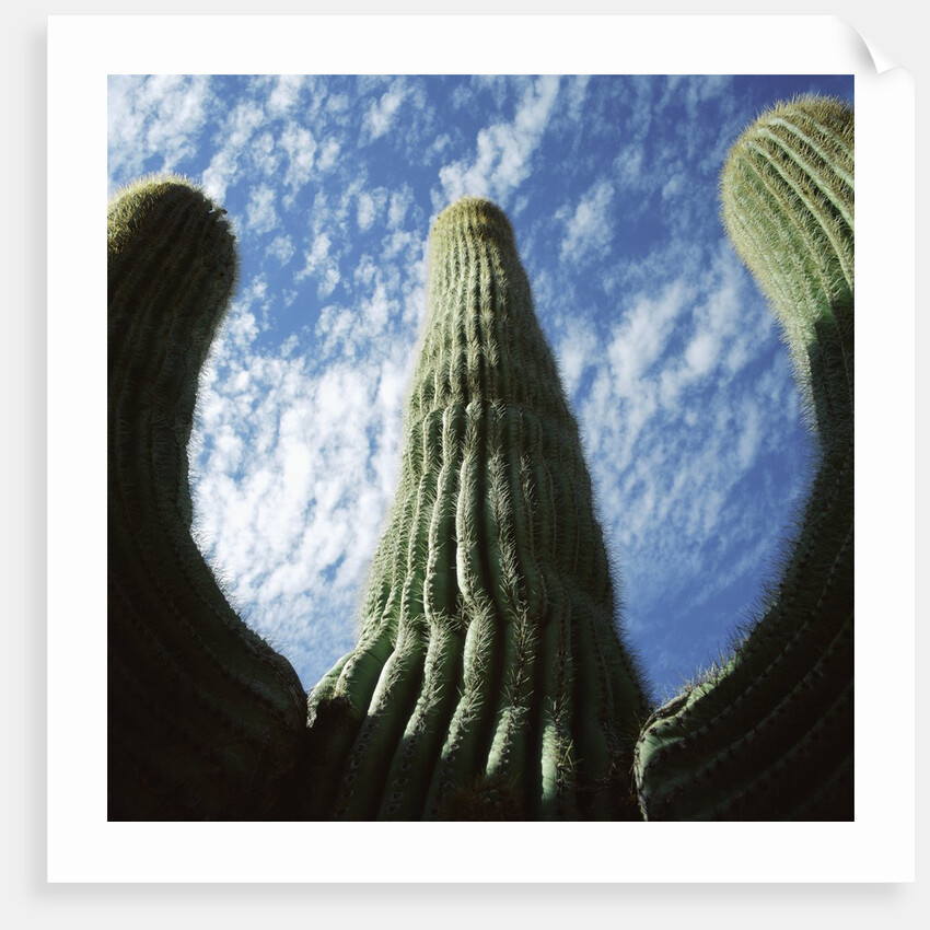 Saguaro Cactus by Anonymous