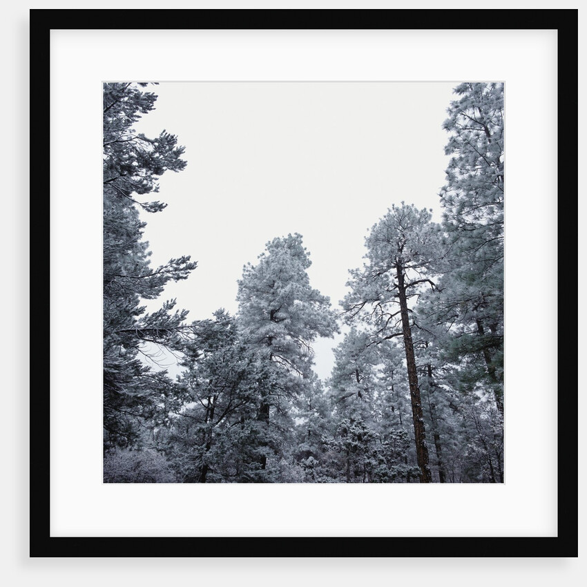 Pine Trees Blanketed with Snow by Anonymous