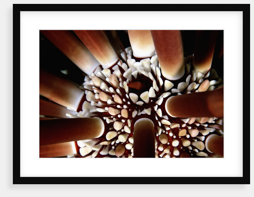 Slate-Pencil Sea Urchin by Anonymous