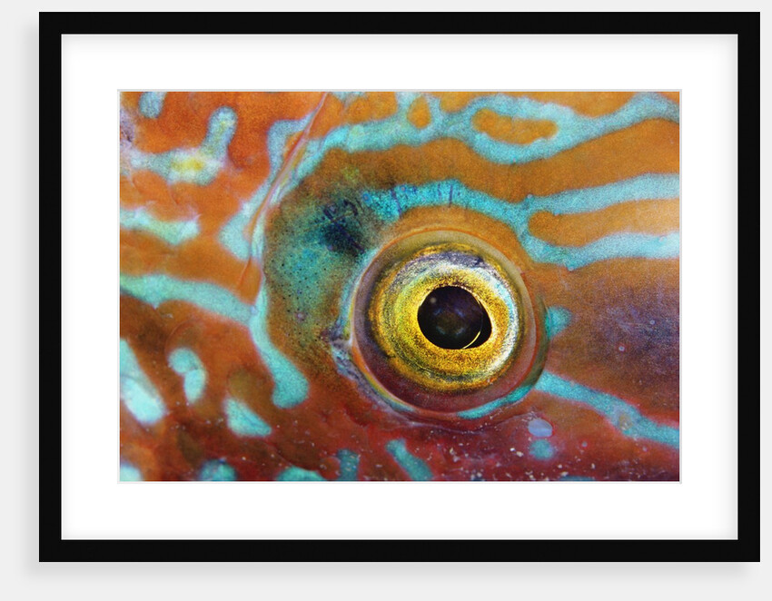 Eye of a Corkwing Wrasse by Anonymous