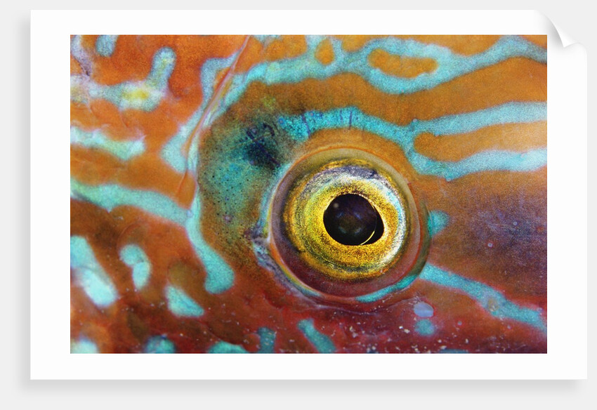 Eye of a Corkwing Wrasse by Anonymous