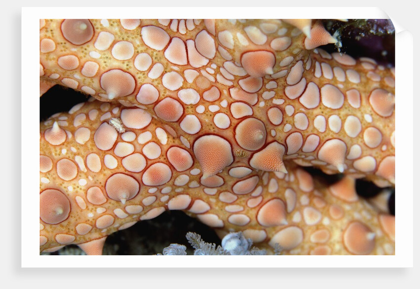 Spiny Starfish by Anonymous