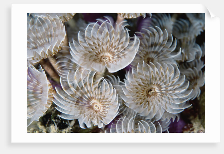 Magnificent Feather Duster Worms by Anonymous