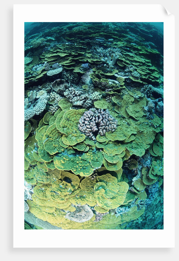 Elephant Ear Coral by Anonymous