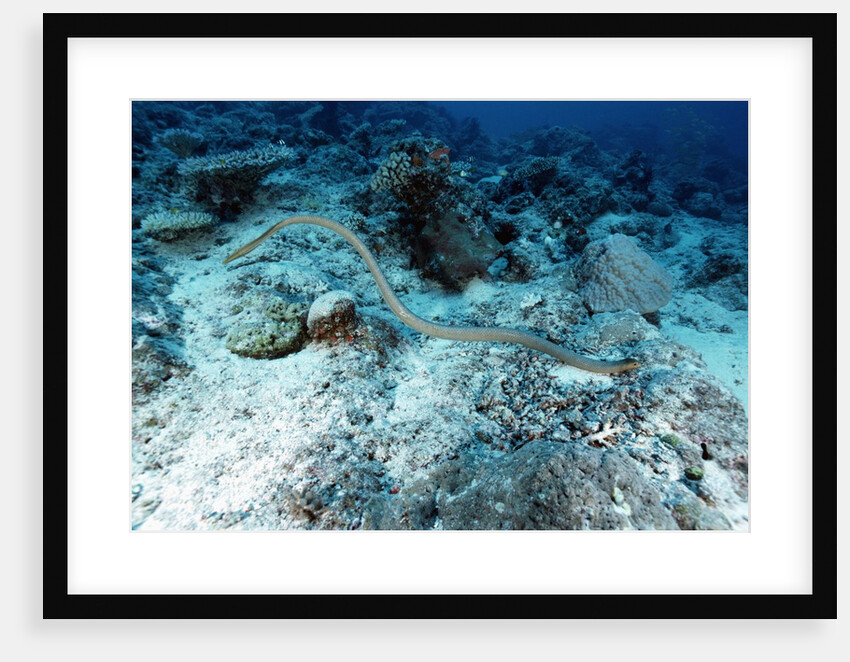 Olive Sea Snake by Anonymous