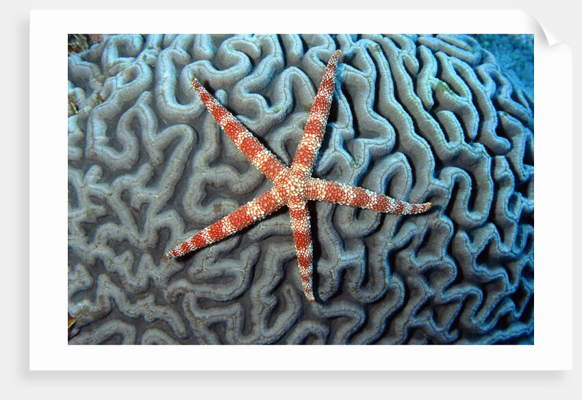 Starfish on Coral by Anonymous