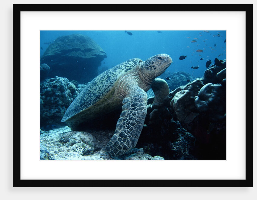Green Sea Turtle by Anonymous