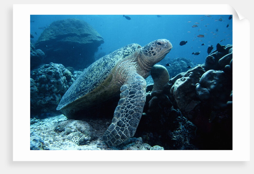 Green Sea Turtle by Anonymous