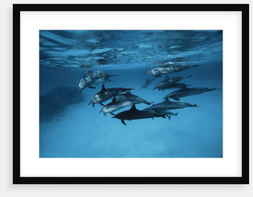 Pod of Dolphins by Anonymous