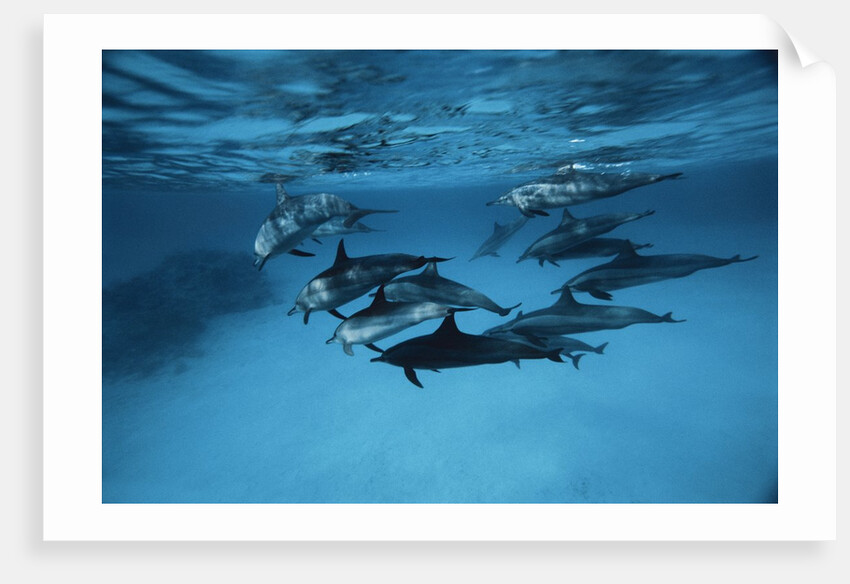 Pod of Dolphins by Anonymous