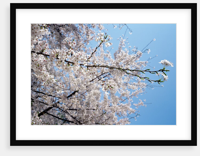 Detail of a cherry tree by Anonymous