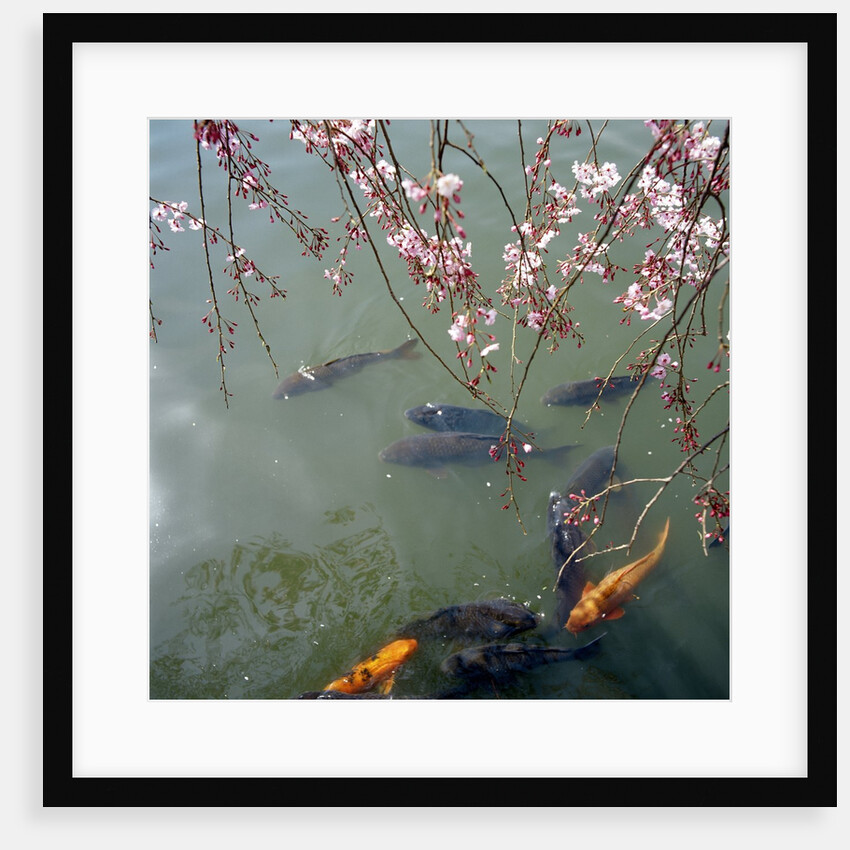 Fish swimming under cherry blossom by Anonymous