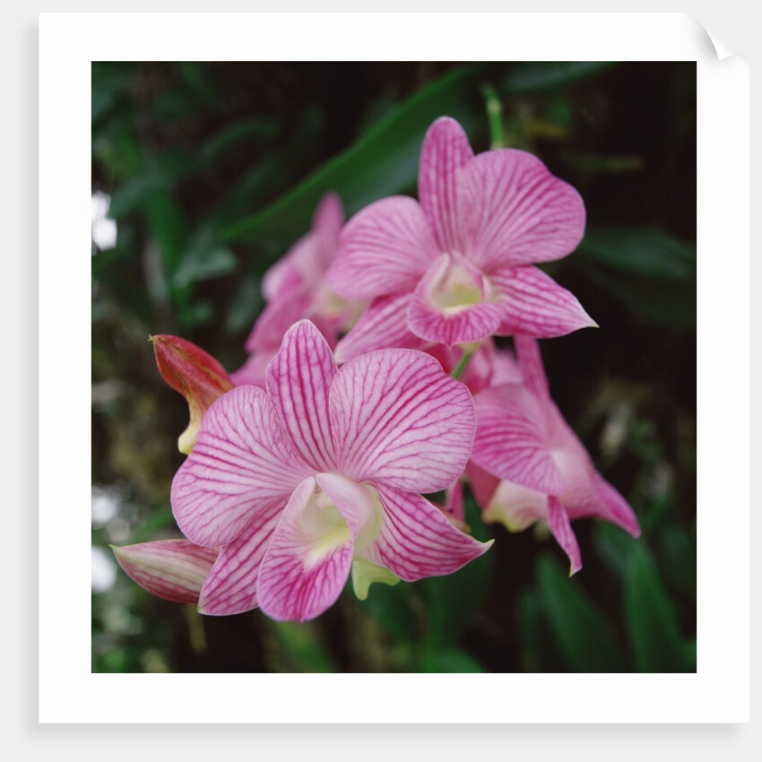 Orchids by Anonymous