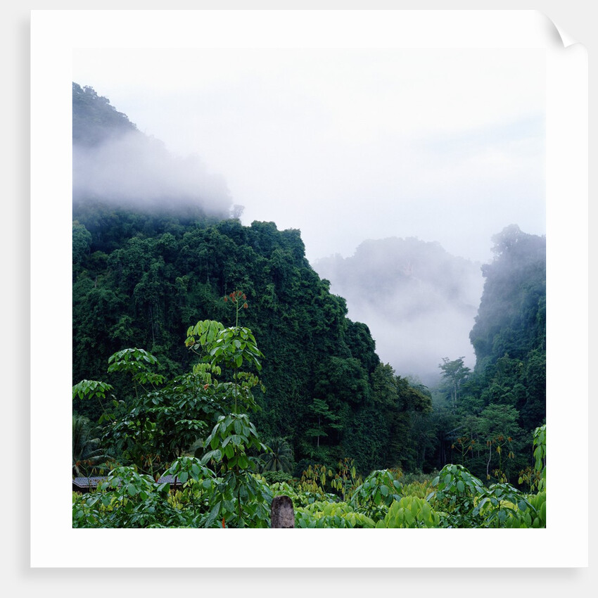 Tropical Rainforest Thailand by Anonymous