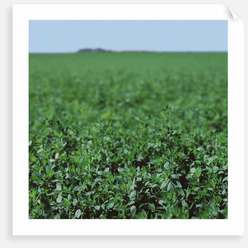 Crops growing in a field by Anonymous