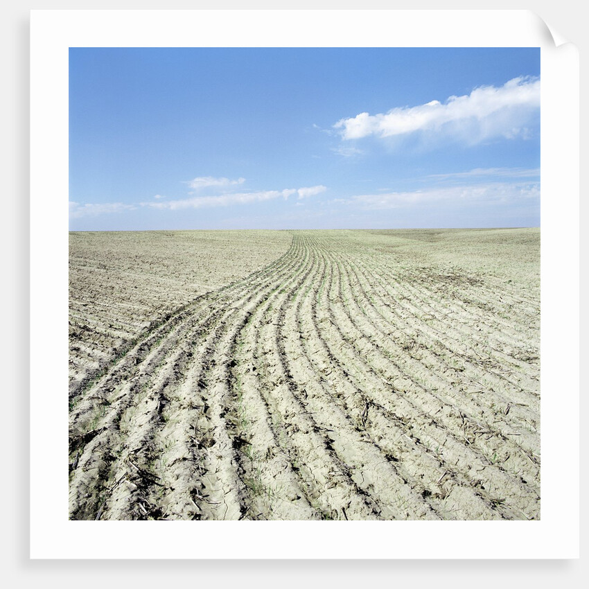 Dry furrowed farmland by Anonymous