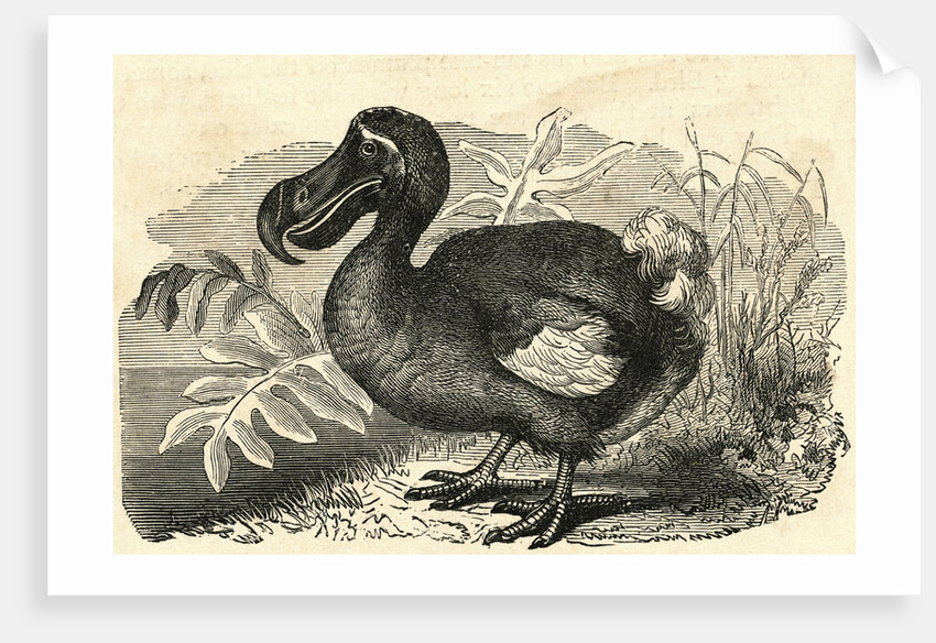 Engraving of a Dodo Bird by Anonymous