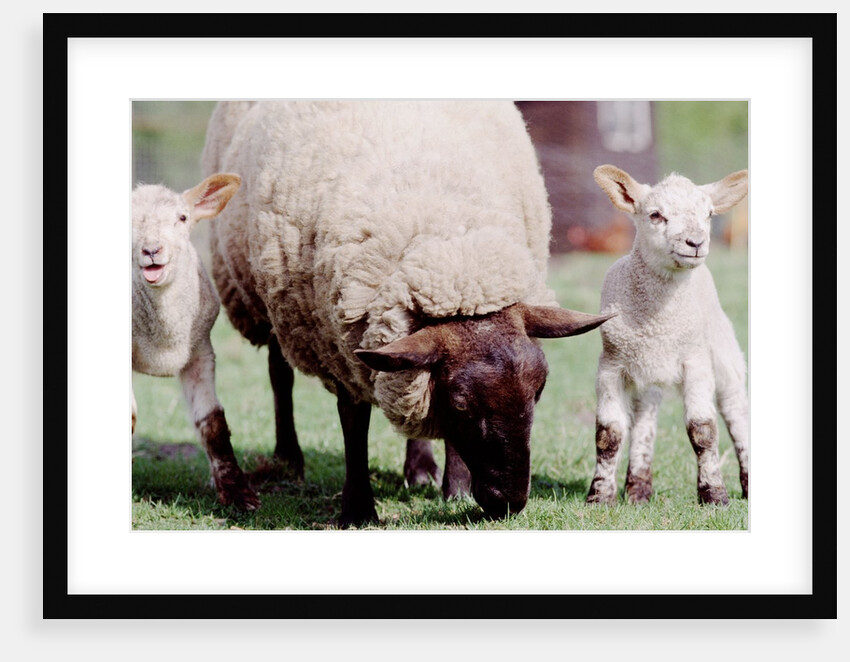 Sheep Grazing with Young Lambs by Anonymous