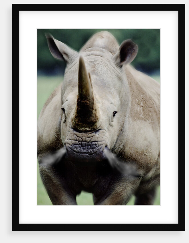 Charging Rhino by Anonymous