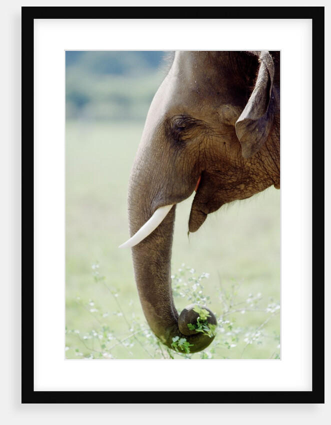 Hungry Elephant by Anonymous