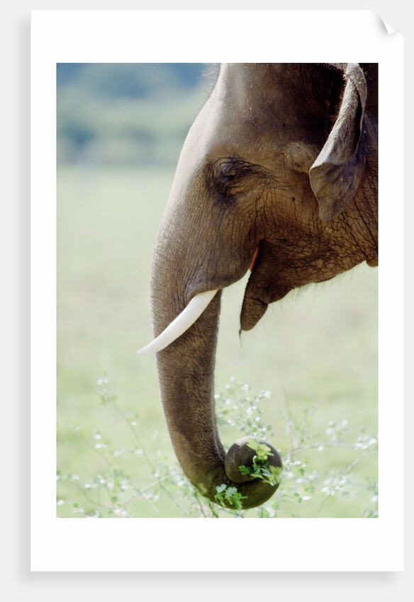 Hungry Elephant by Anonymous