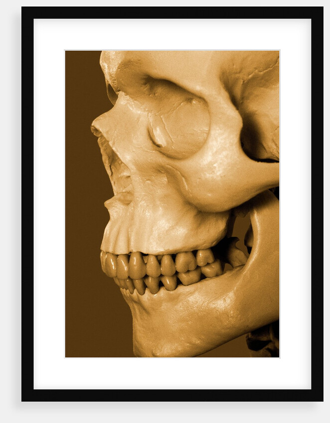 Profile of Human Skull by Anonymous