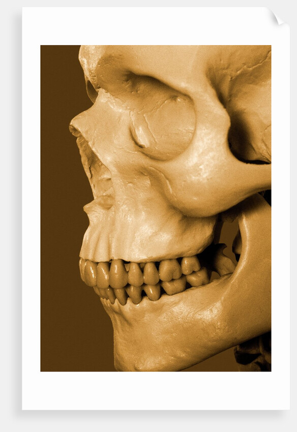Profile of Human Skull by Anonymous
