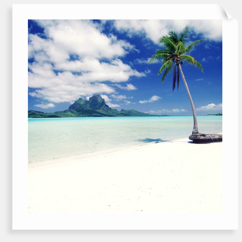 Palm Tree on a Tropical Beach by Anonymous