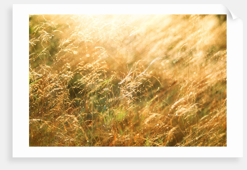 Golden Grass by Anonymous