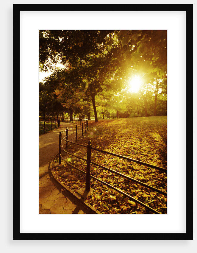 Sunrise in Central Park by Anonymous