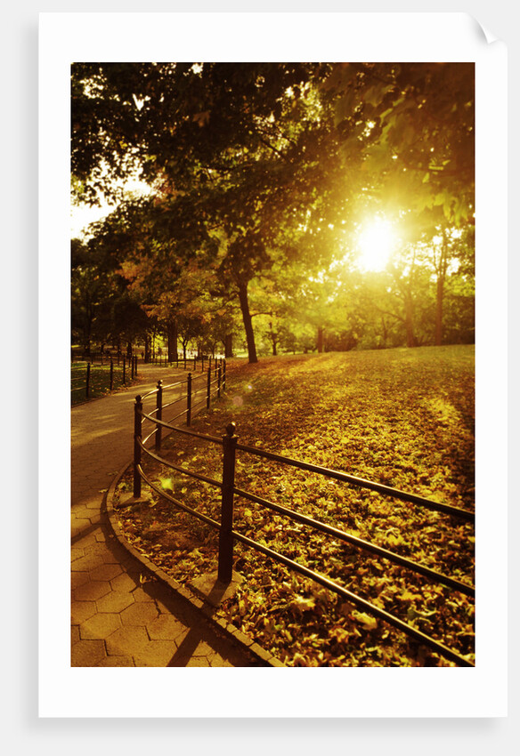 Sunrise in Central Park by Anonymous