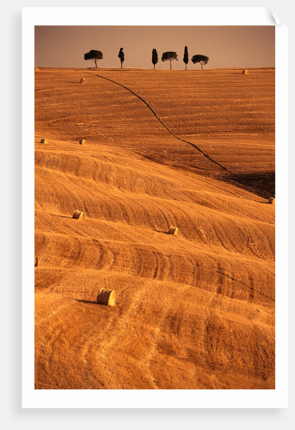 Bales in Rolling Fields by Anonymous