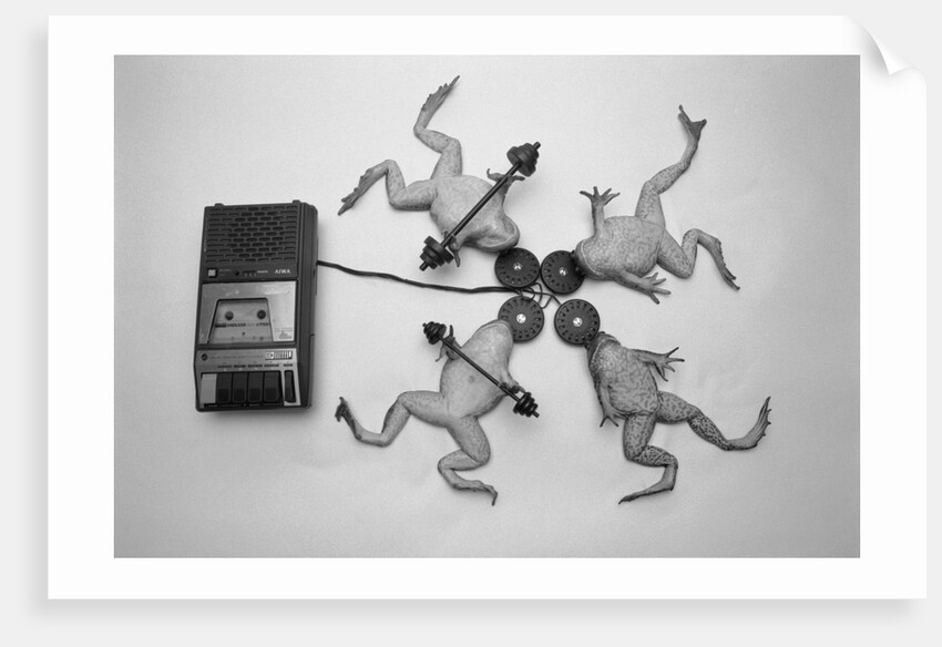 Frogs Undergoing Hypnosis by Anonymous