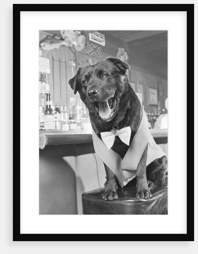 Bosco the Dog, Mayor of Sunol, California by Anonymous