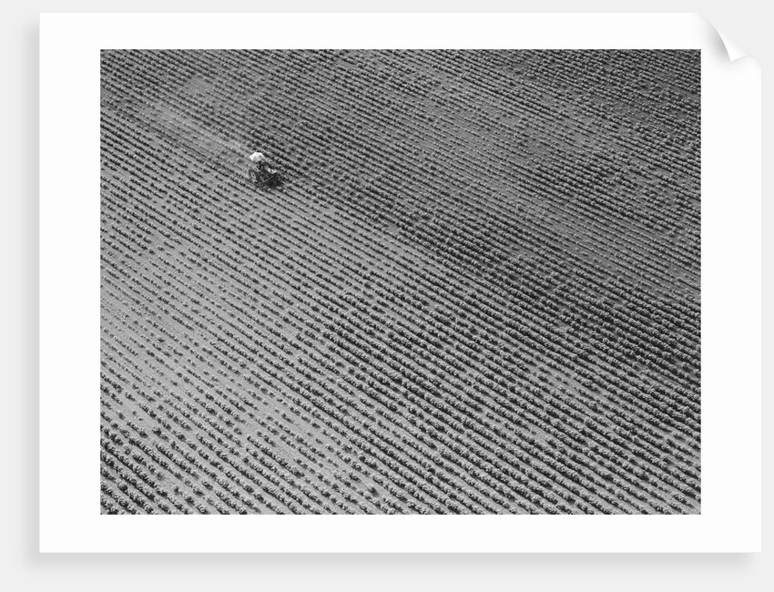 Field of Crops by Anonymous