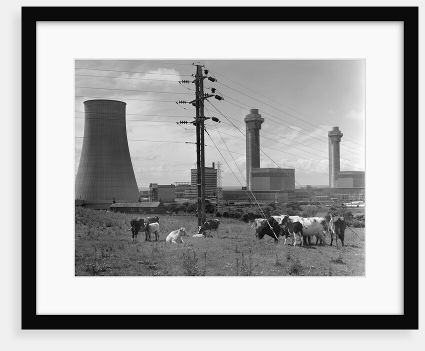Cattle near Nuclear Power Plant by Anonymous