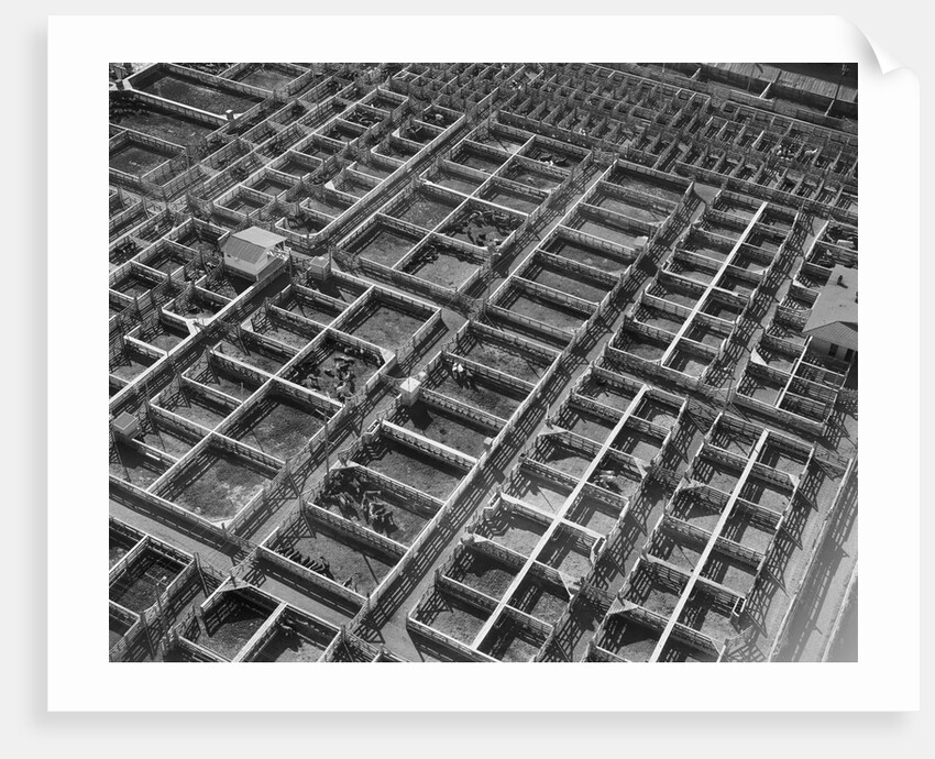 Fort Worth Stockyard by Anonymous