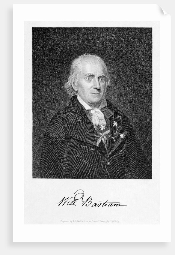 Portrait of Naturalist William Bartram by Anonymous