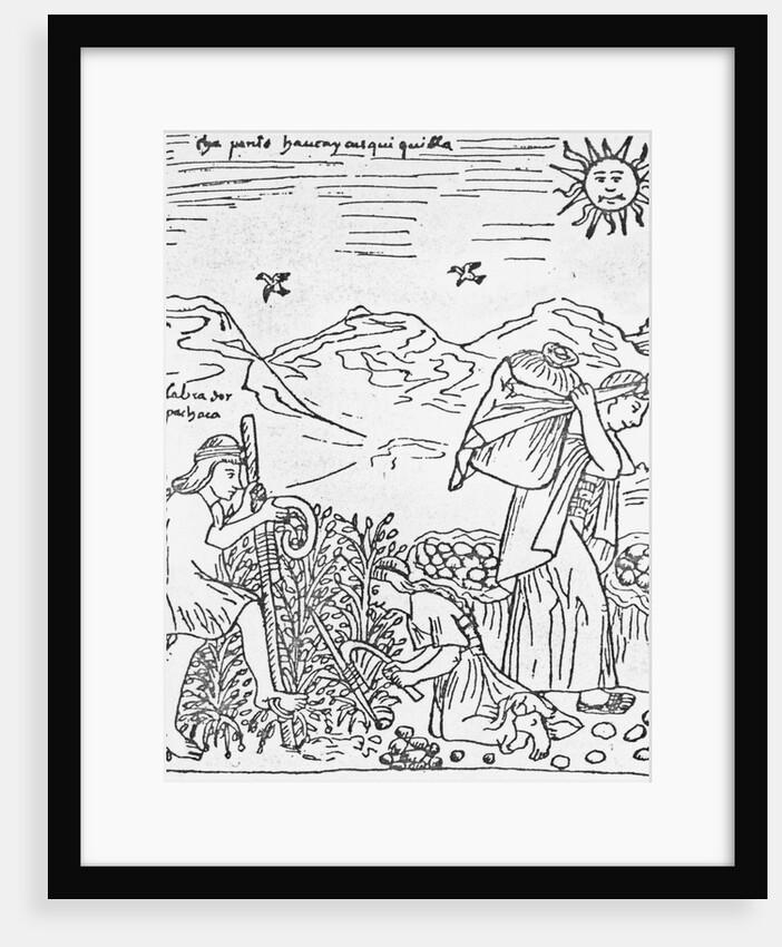 Incas Harvesting Potatoes by Anonymous