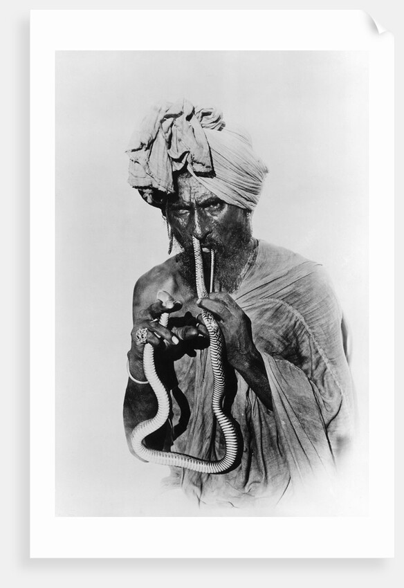 Indian Snake Charmer with Reptile up His Nose by Anonymous