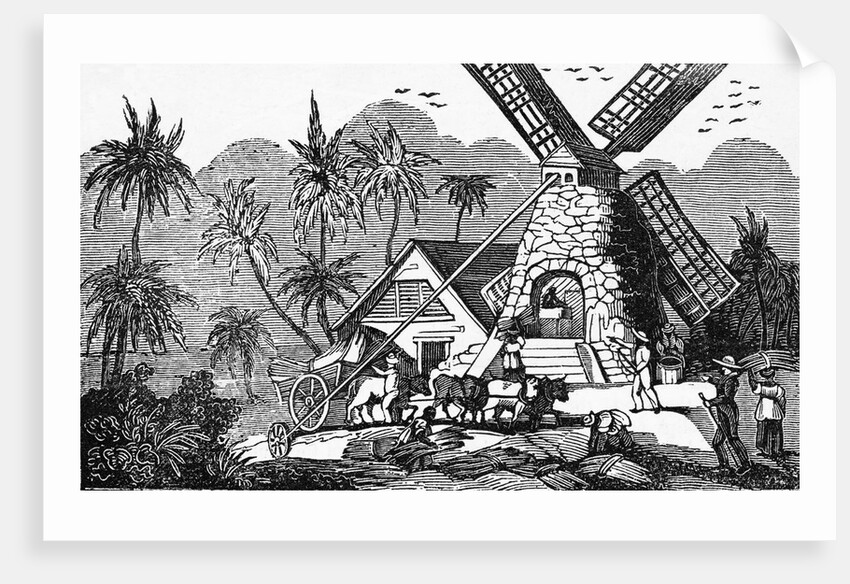 Illustration of Early Workers at West Indies Sugar Mill by Anonymous