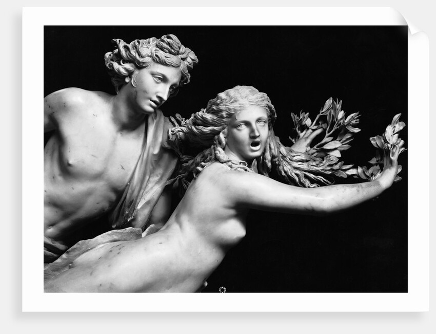 Bernini'S Sculpture Of Apollo & Daphne by Anonymous