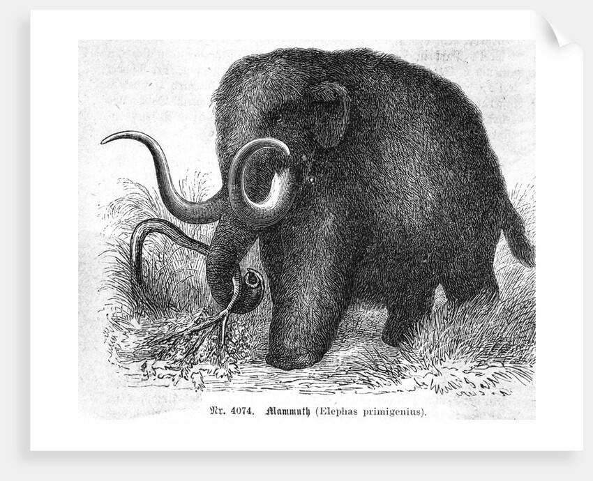 Mammoth by Anonymous