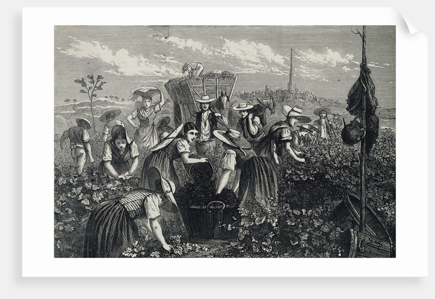 Engraving Depicting Grape Harvest by Anonymous