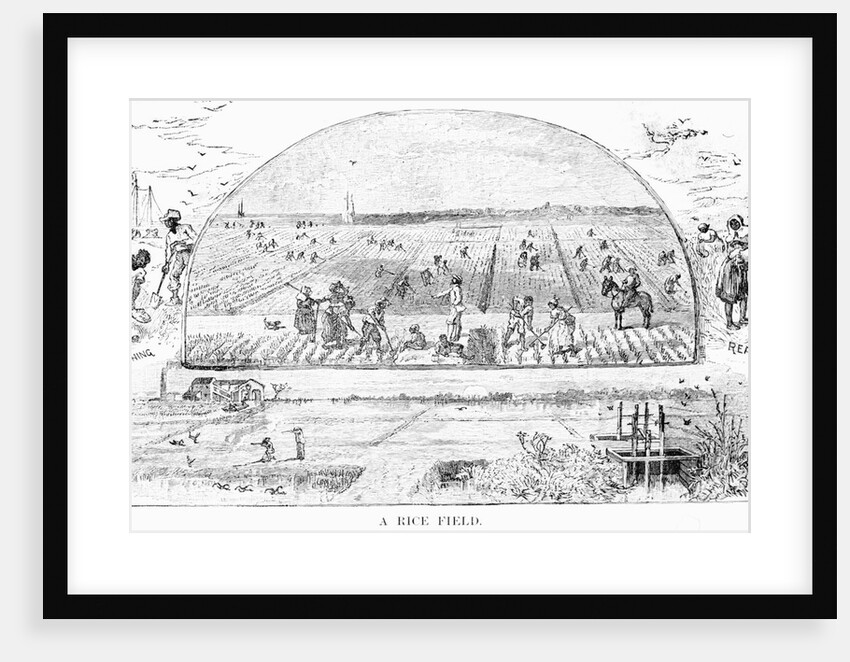 Farmers Tending Rice Fields by Anonymous