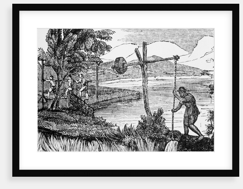 Man Watering Rice Crop by Anonymous